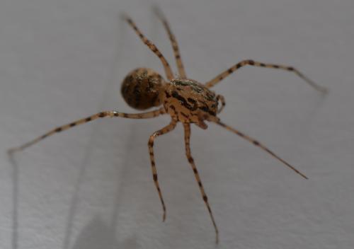 Réf. 246 279 : Scytodes thoracica